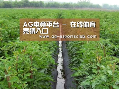种植基地三