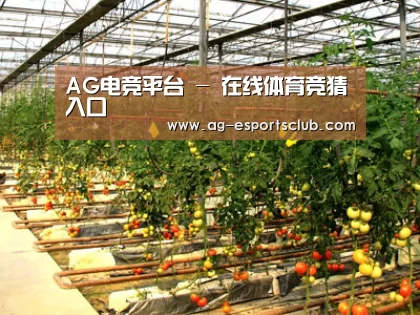 种植基地二